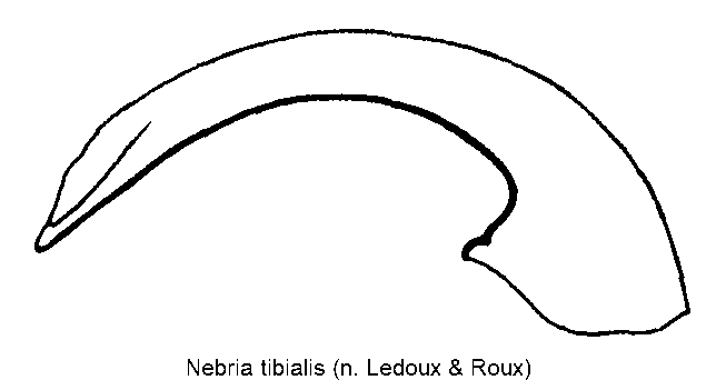 nebria_tibialis.gif