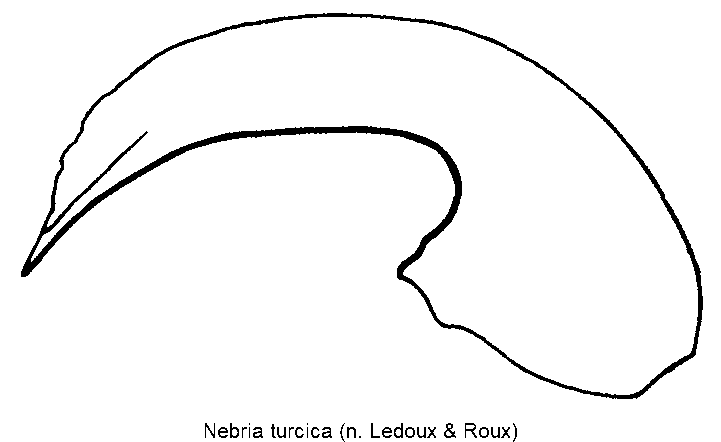 nebria_turcica.gif