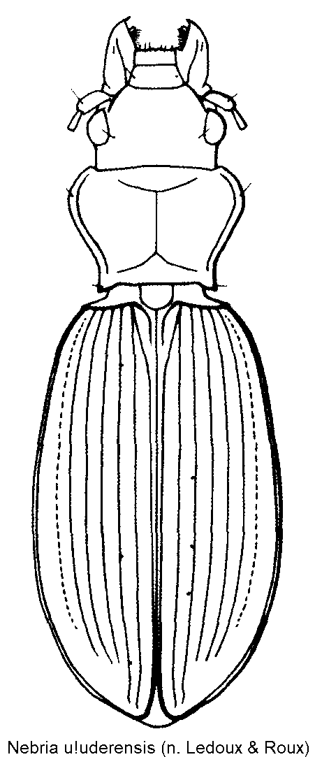 nebria_u_uderensis_hab.gif