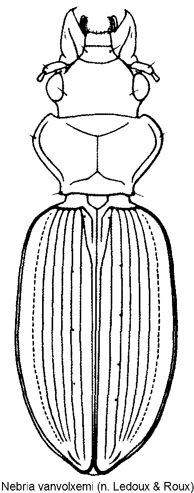 nebria_vanvolxemi_hab.gif