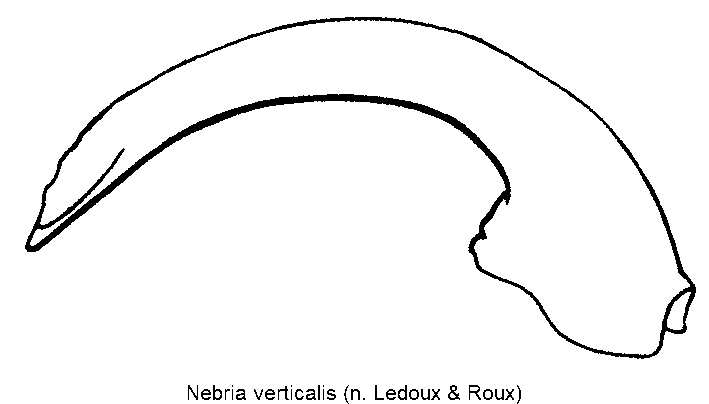 nebria_verticalis.gif