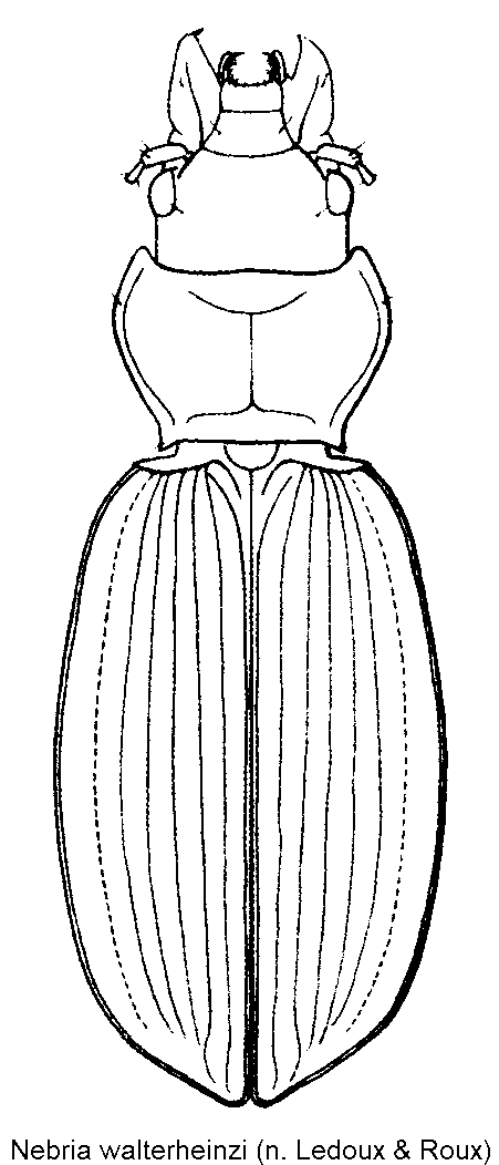 nebria_walterheinzi_hab.gif