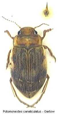 nebrioporus_canaliculatus_hab.jpg
