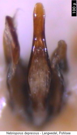 nebrioporus_depressus.jpg