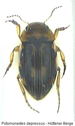 nebrioporus_depressus_hab.jpg