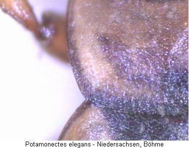 nebrioporus_elegans_hsch.jpg