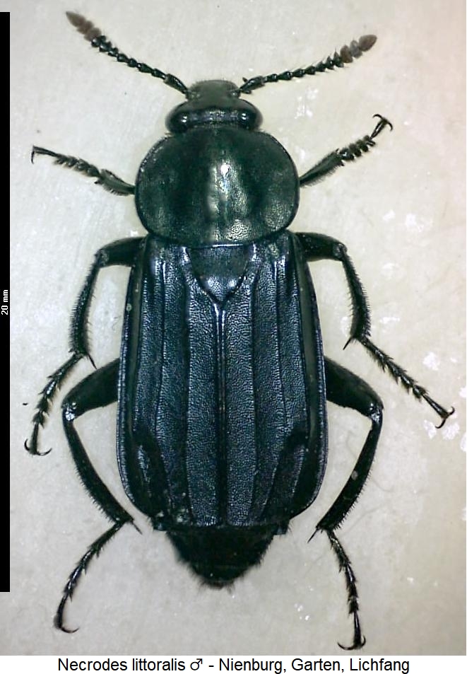 necrodes_littoralis_hab.jpg