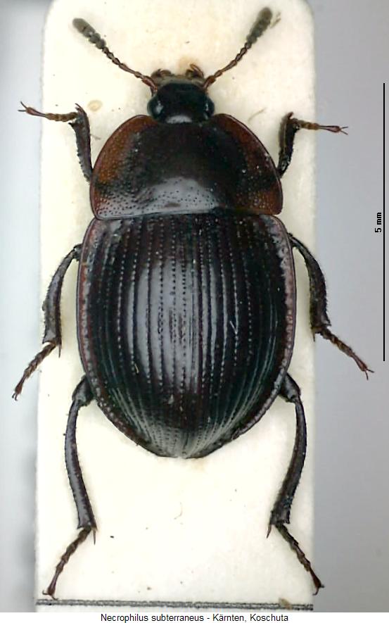 necrophilus_subterraneus_hab.jpg