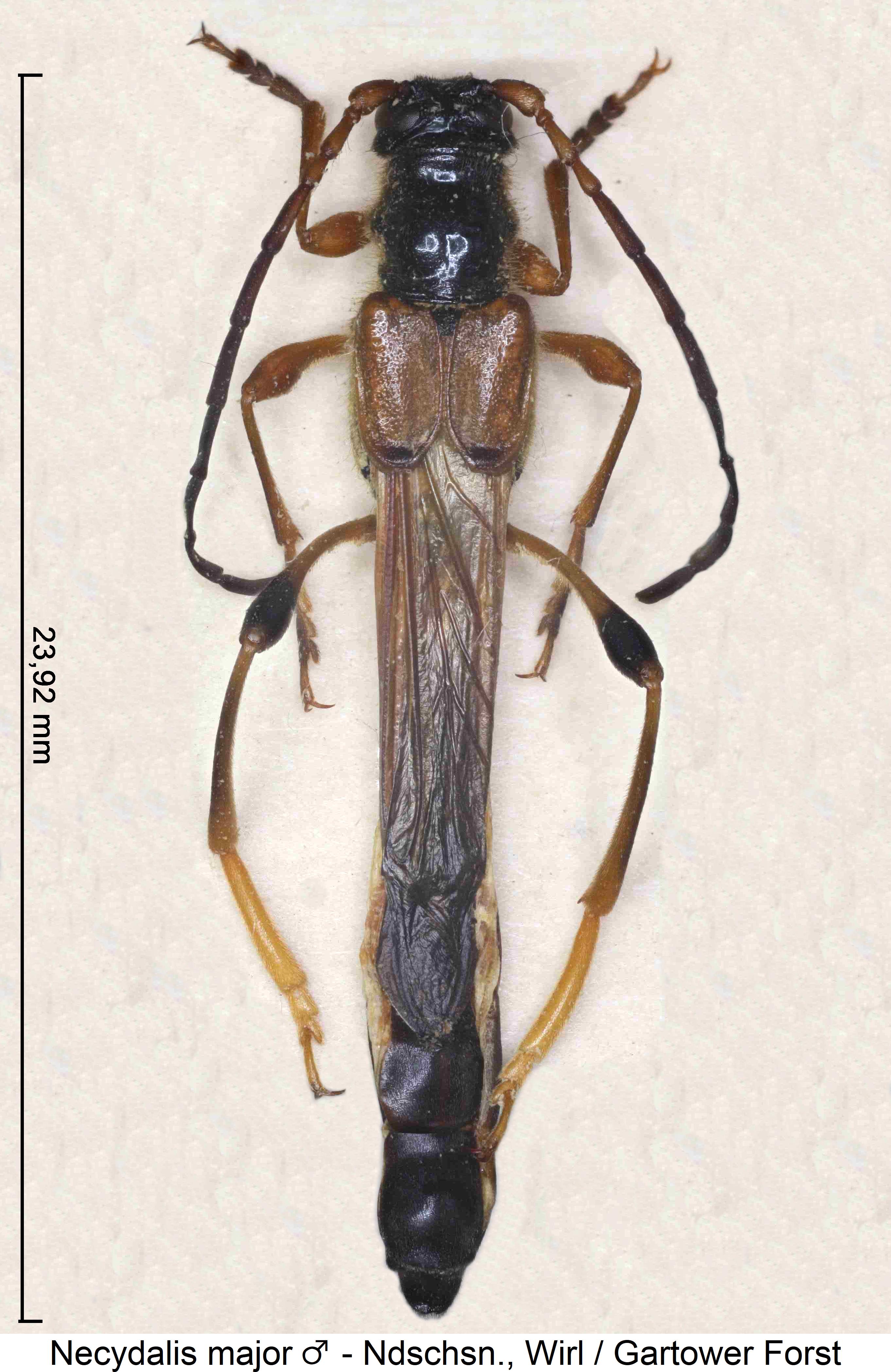 necydalis_major.jpg