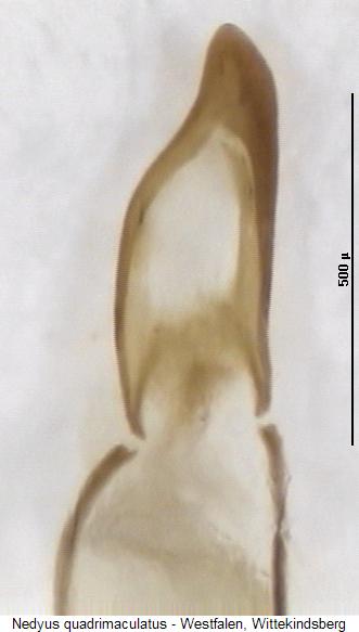 nedyus_quadrimaculatus.jpg