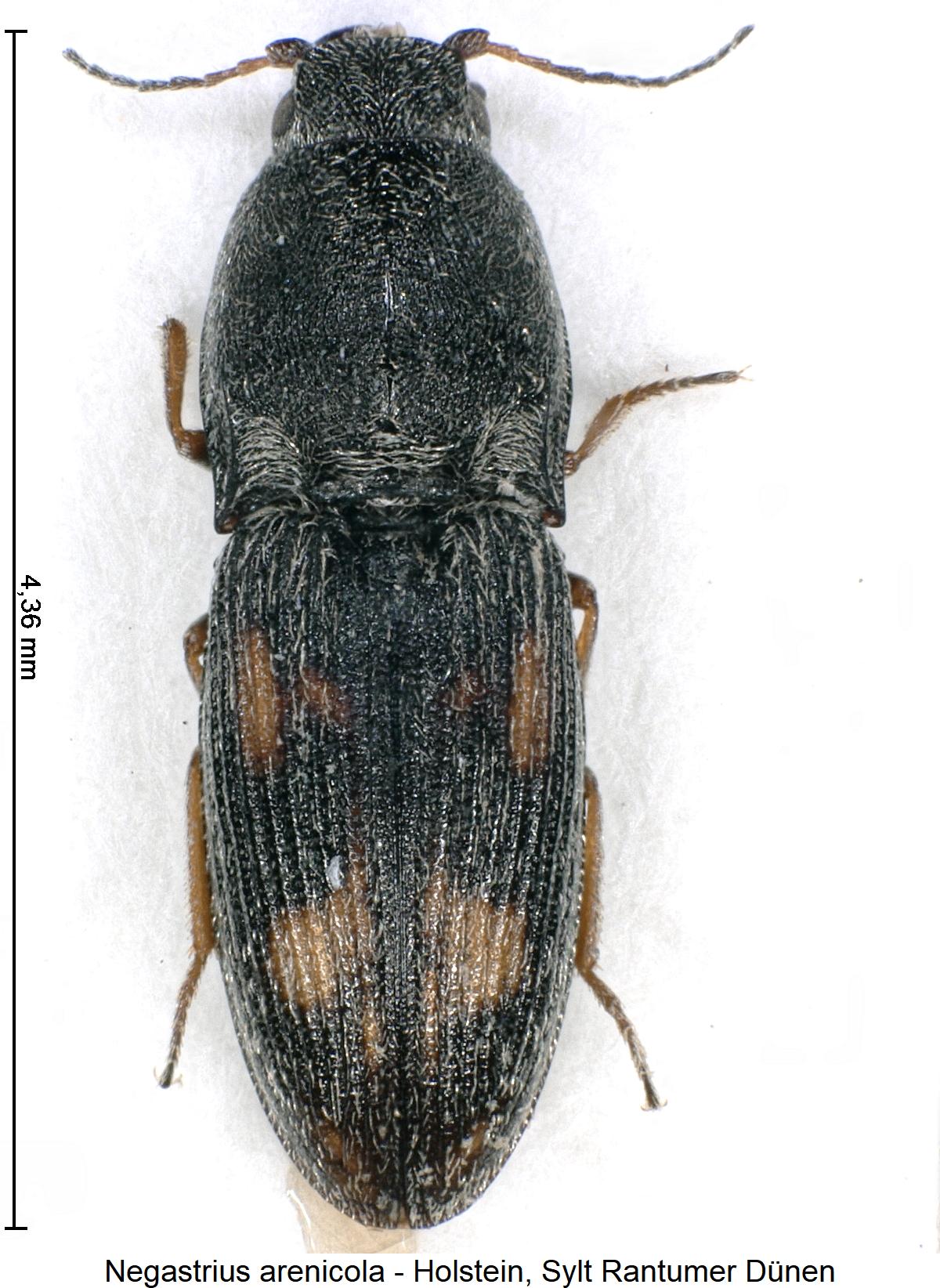 negastrius_arenicola_hab.jpg