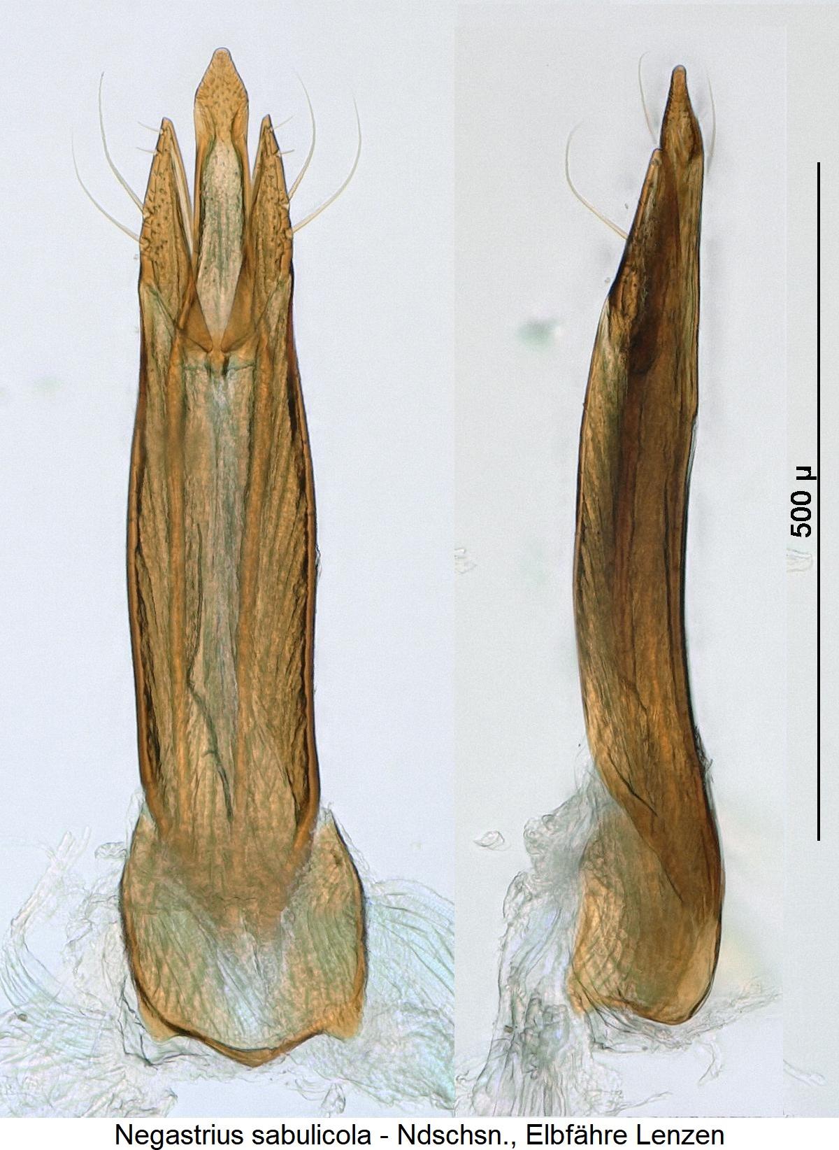 negastrius_sabulicola.jpg