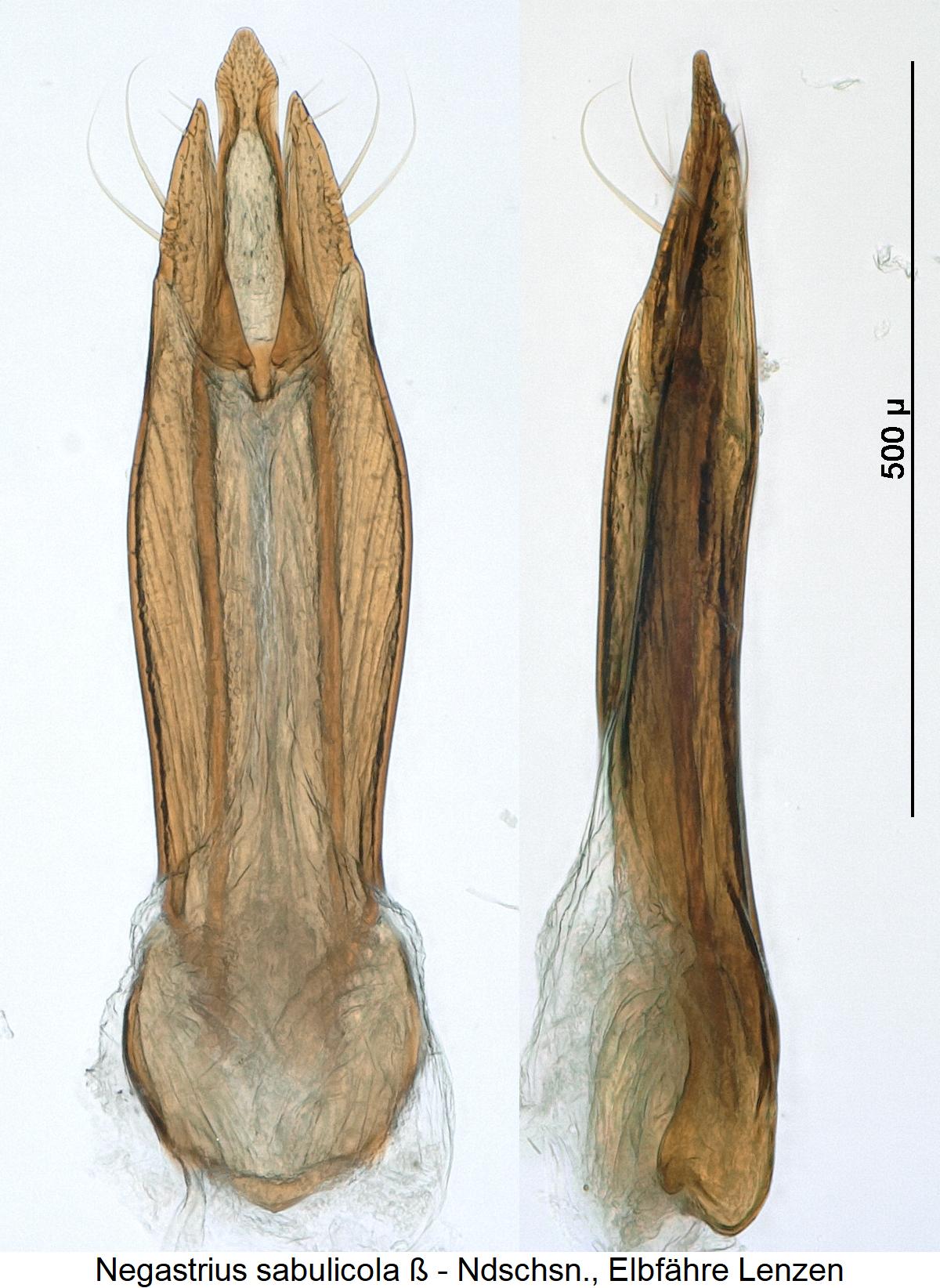 negastrius_sabulicola3.jpg