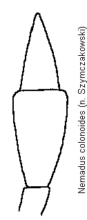 nemadus_colonoides_ts.gif