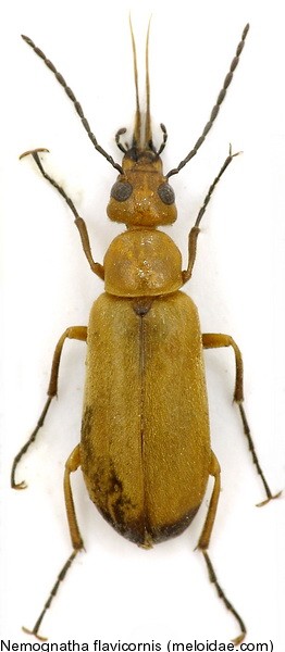 nemognatha_flavicornis.jpg