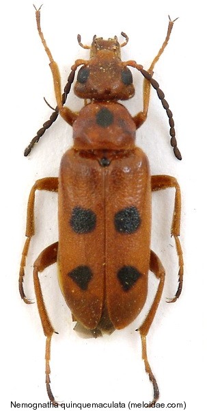 nemognatha_quinquemaculata.jpg