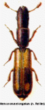 nemosoma_elongatum_rtt.gif