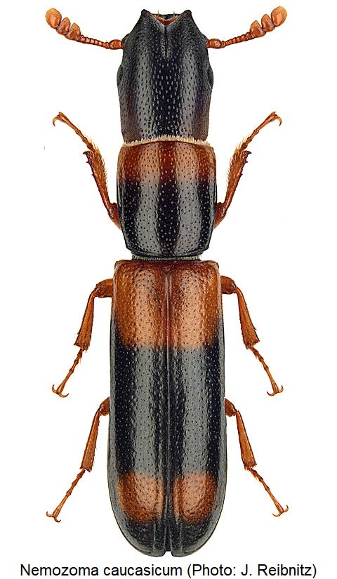 nemozoma_caucasicum_hab.jpg