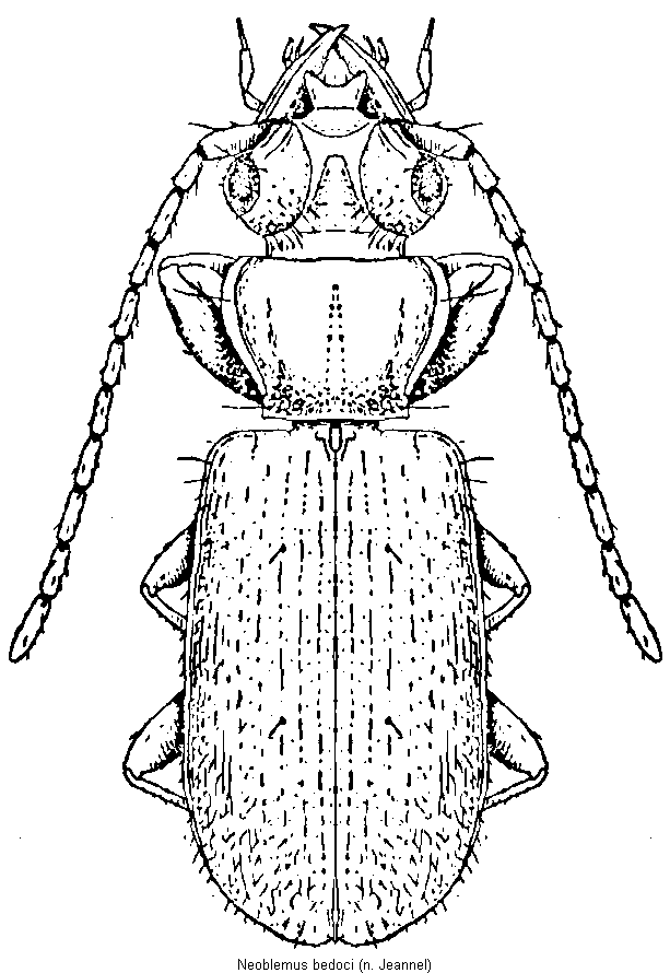 neoblemus_bedoci_hab.gif