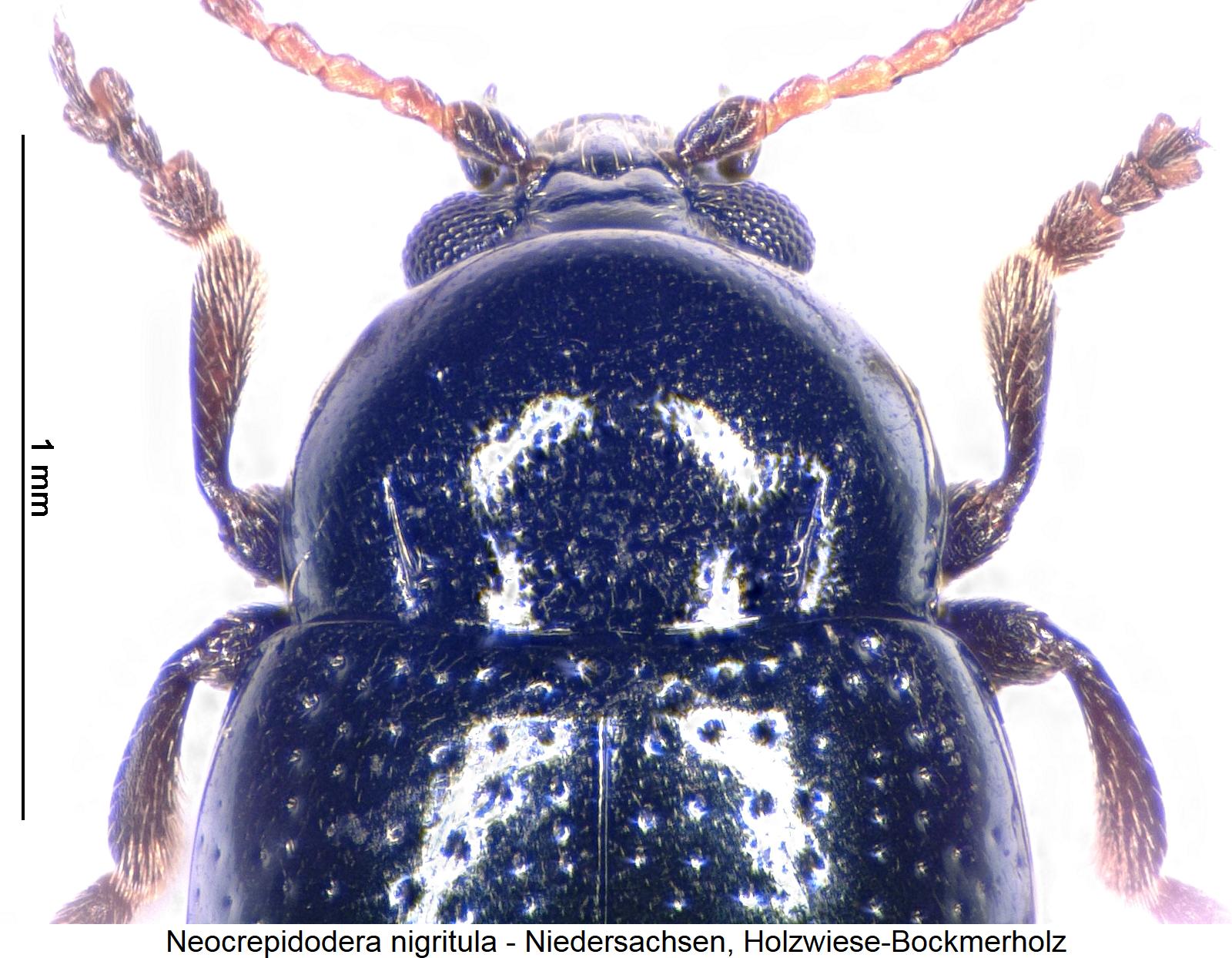 neocrepidodera_nigritula_vk.jpg
