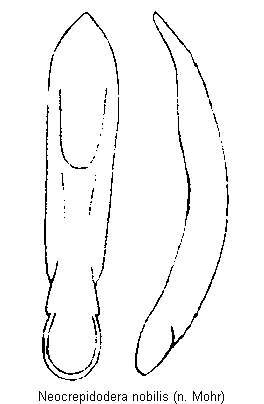 neocrepidodera_nobilis.gif