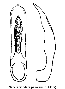 neocrepidodera_peirolerii.gif