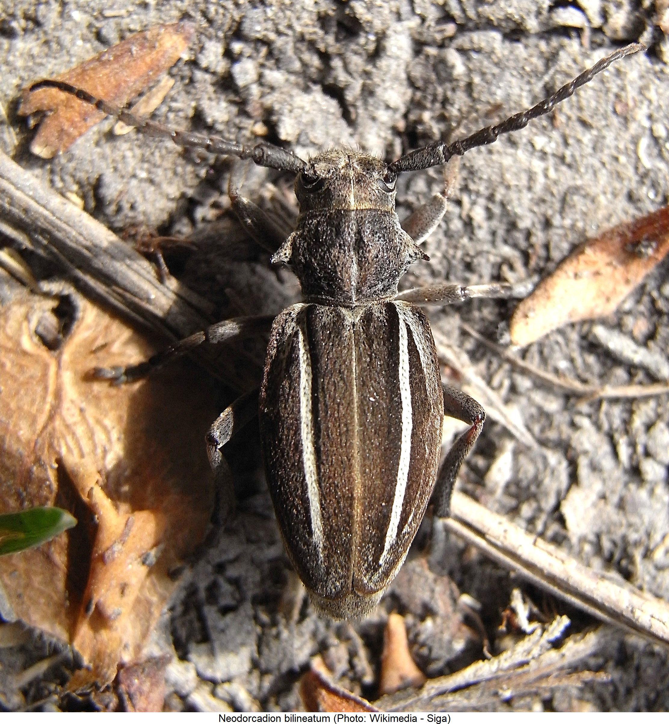neodorcadion_bilineatum_hab.jpg