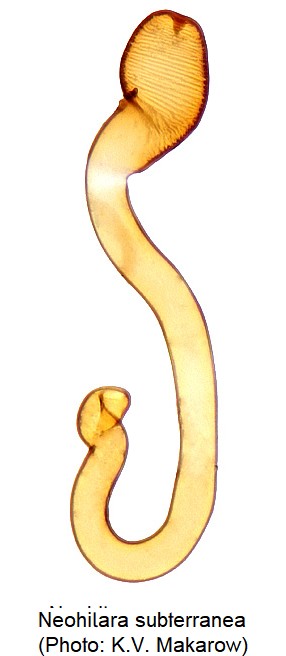 neohilara_subterranea_sperm.jpg