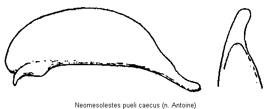 neomesolestes_caecus.gif