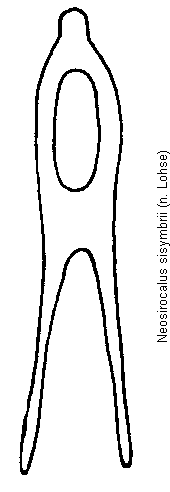 neosirocalus_sisymbrii.gif