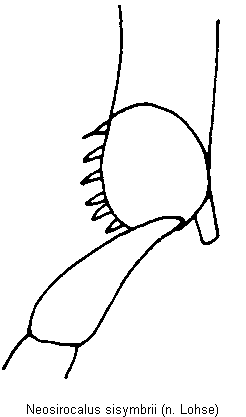 neosirocalus_sisymbrii_hschn.gif