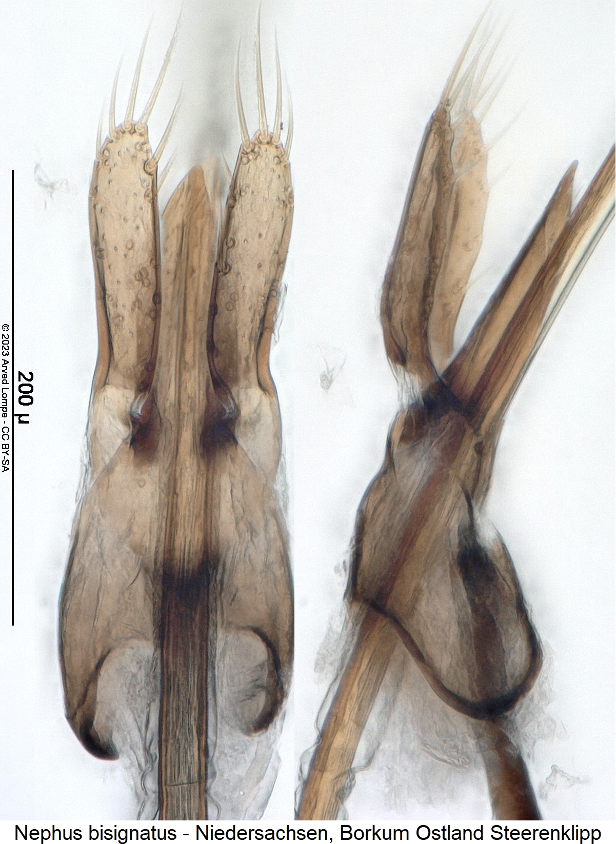 nephus_bisignatus.jpg