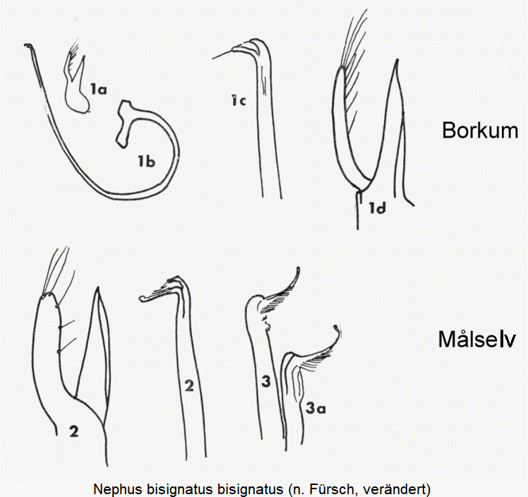 nephus_bisignatus1.gif