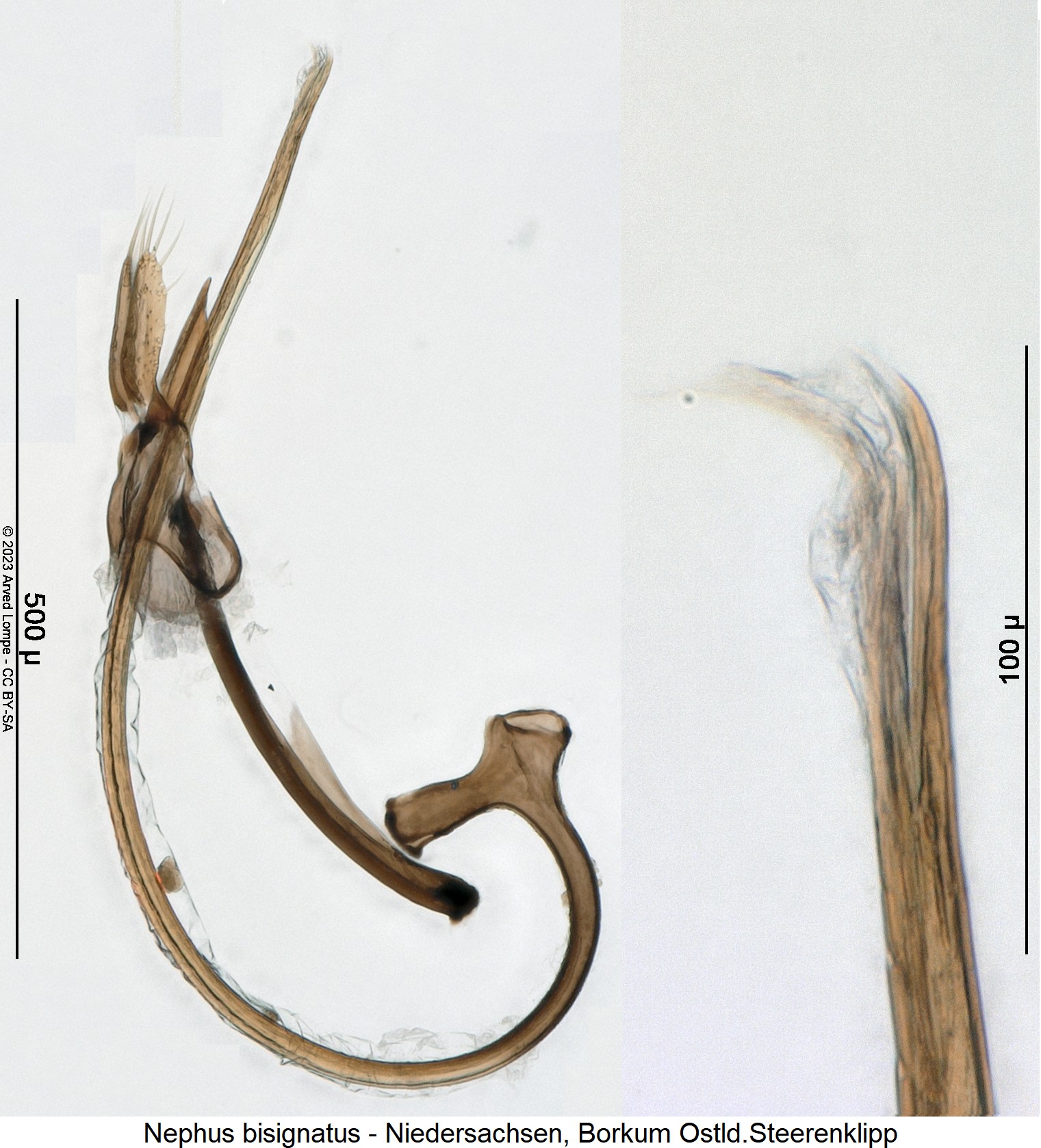 nephus_bisignatus1.jpg