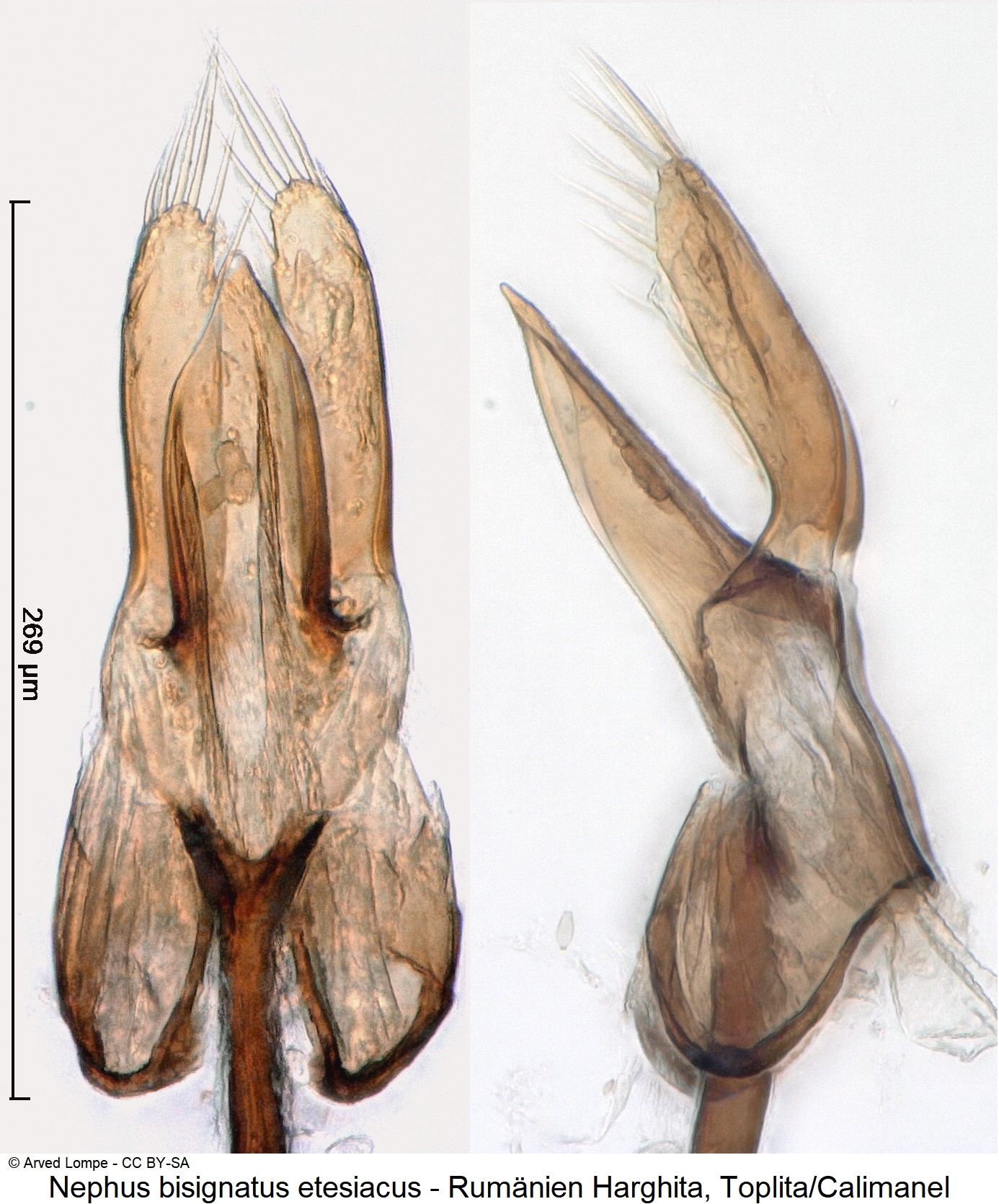 nephus_bisignatus_ck9947658.jpg