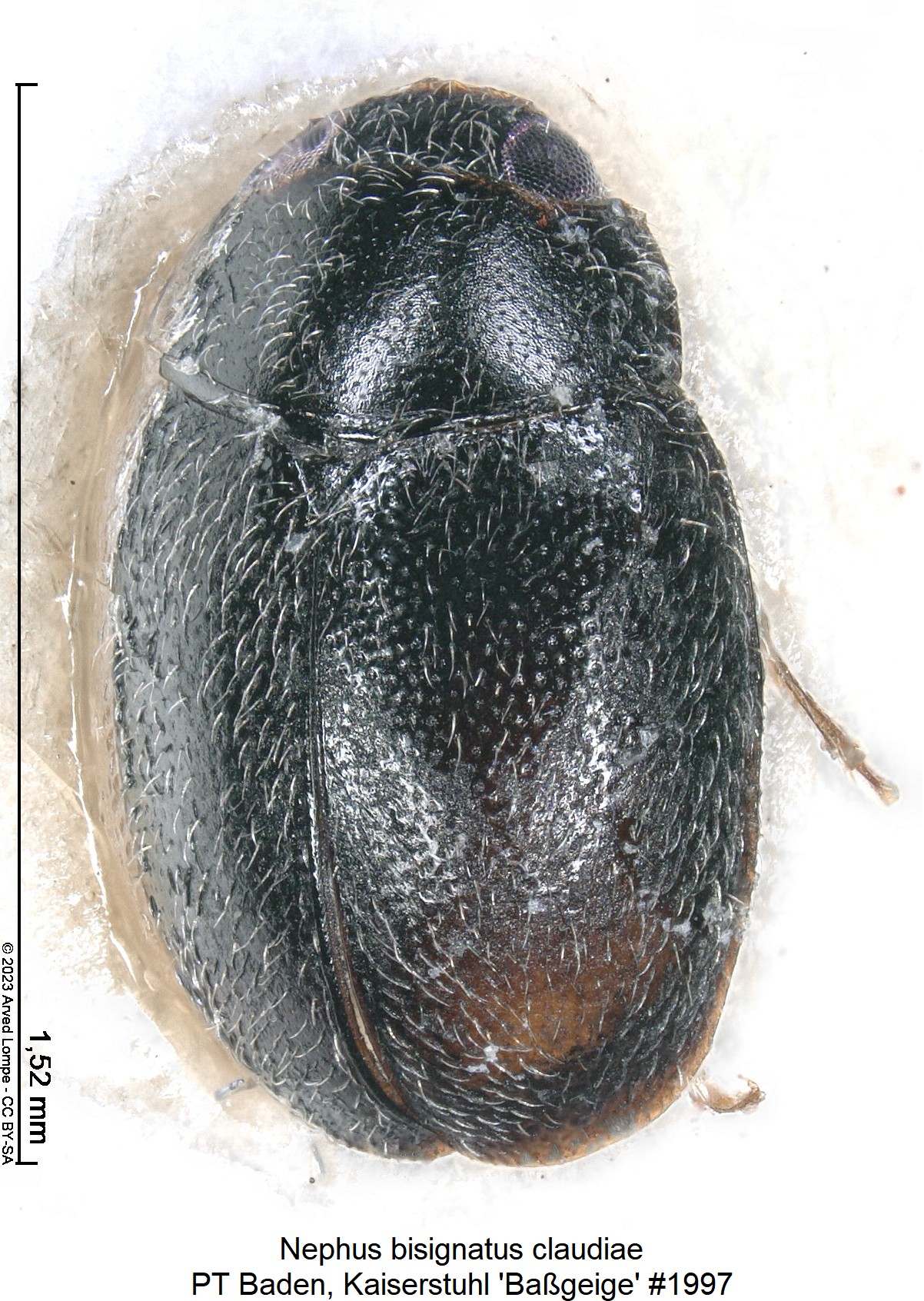 nephus_claudiae_nr1997_ck28357001_hab.jpg
