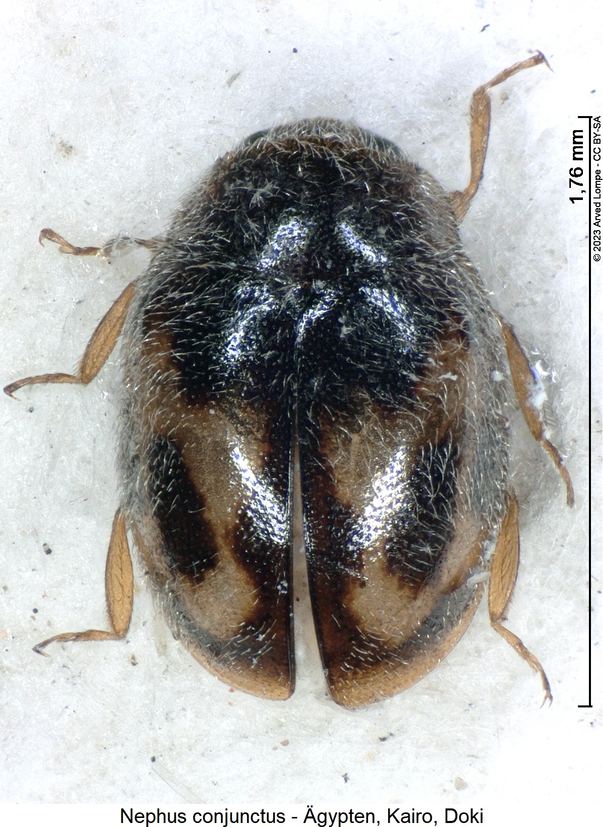 nephus_conjunctus_ck28441180_hab.jpg