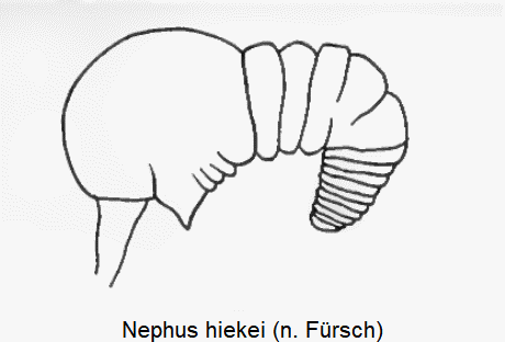 nephus_hiekei_sperm.gif