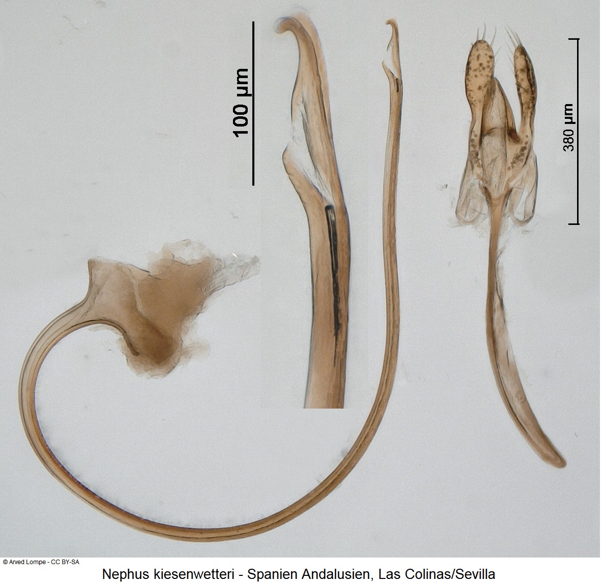 nephus_kiesenwetteri_ck34512692-1.jpg