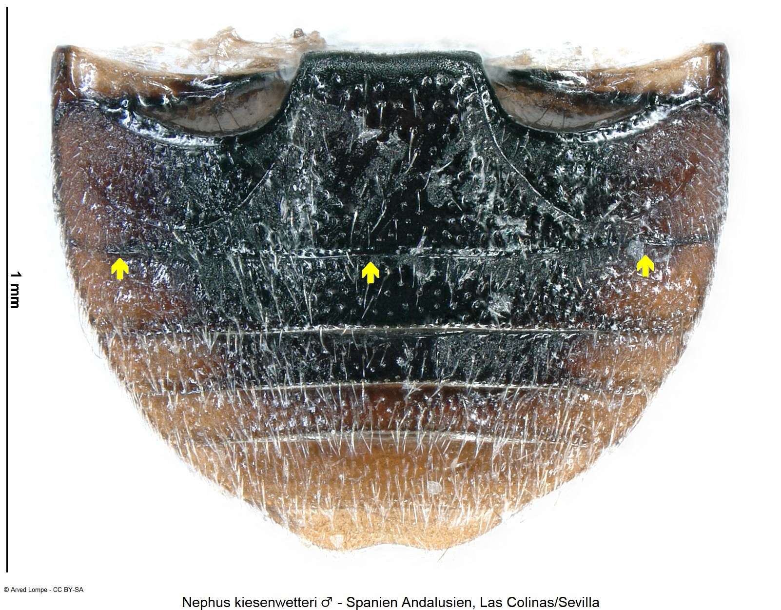 nephus_kiesenwetteri_m_ck34512692_abd.jpg