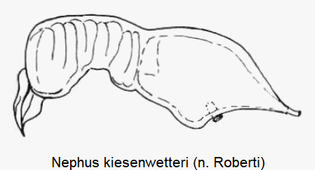 nephus_kiesenwetteri_sperm.gif