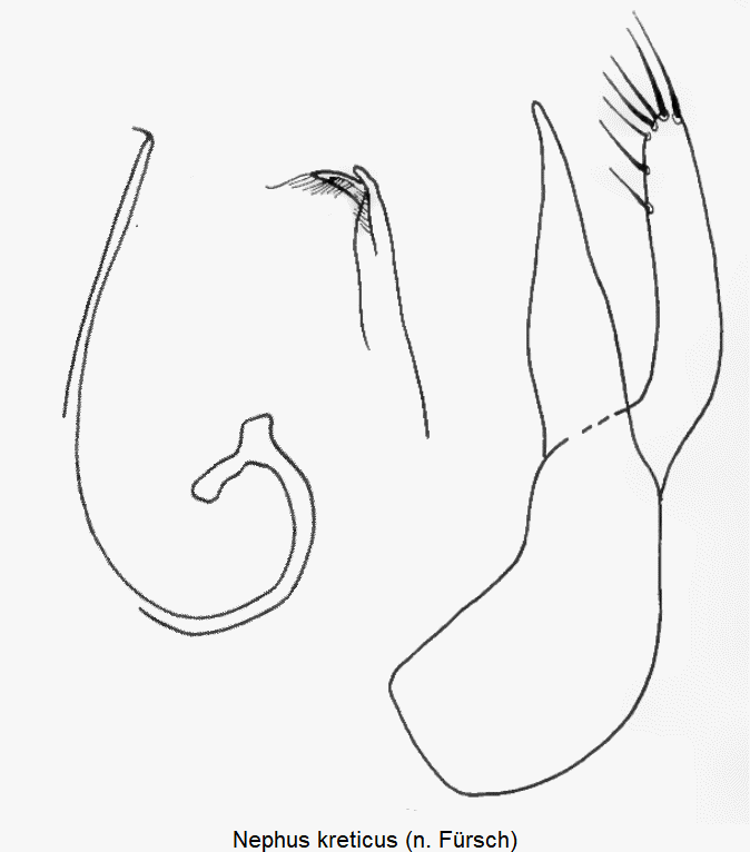 nephus_kreticus.gif