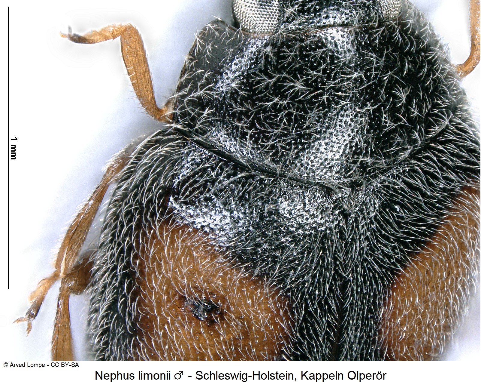 nephus_limonii_m_ck35237387_hum.jpg