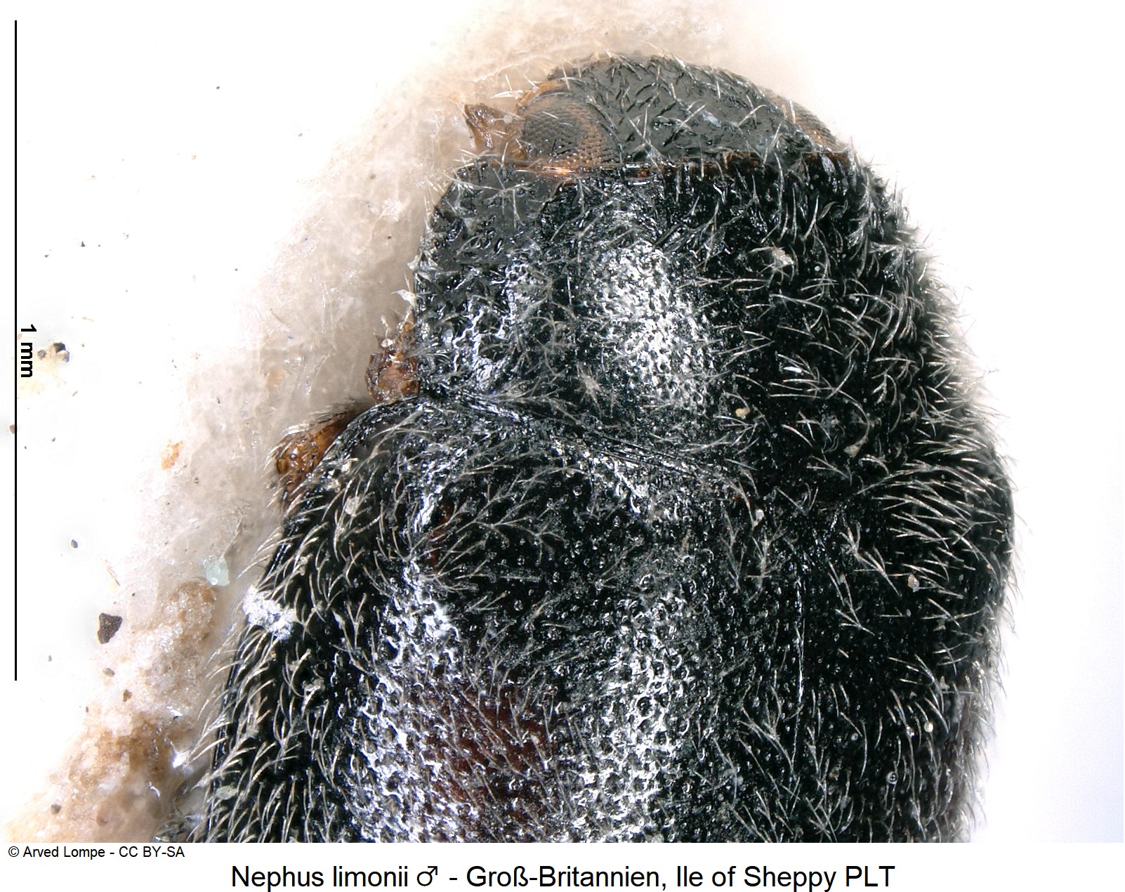 nephus_limonii_m_ck37277255_hum.jpg