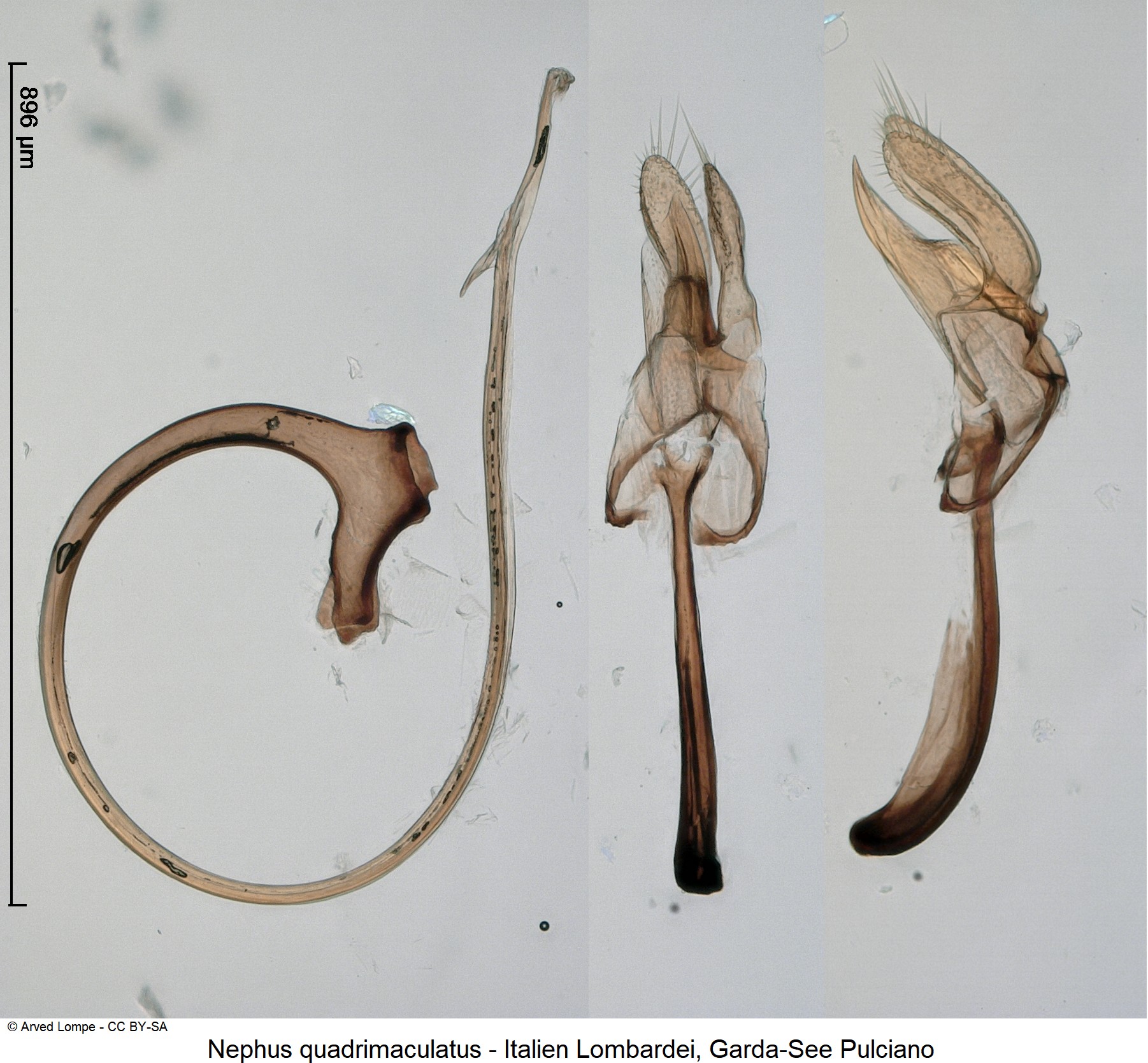 nephus_quadrimaculatus_ck37285927.jpg