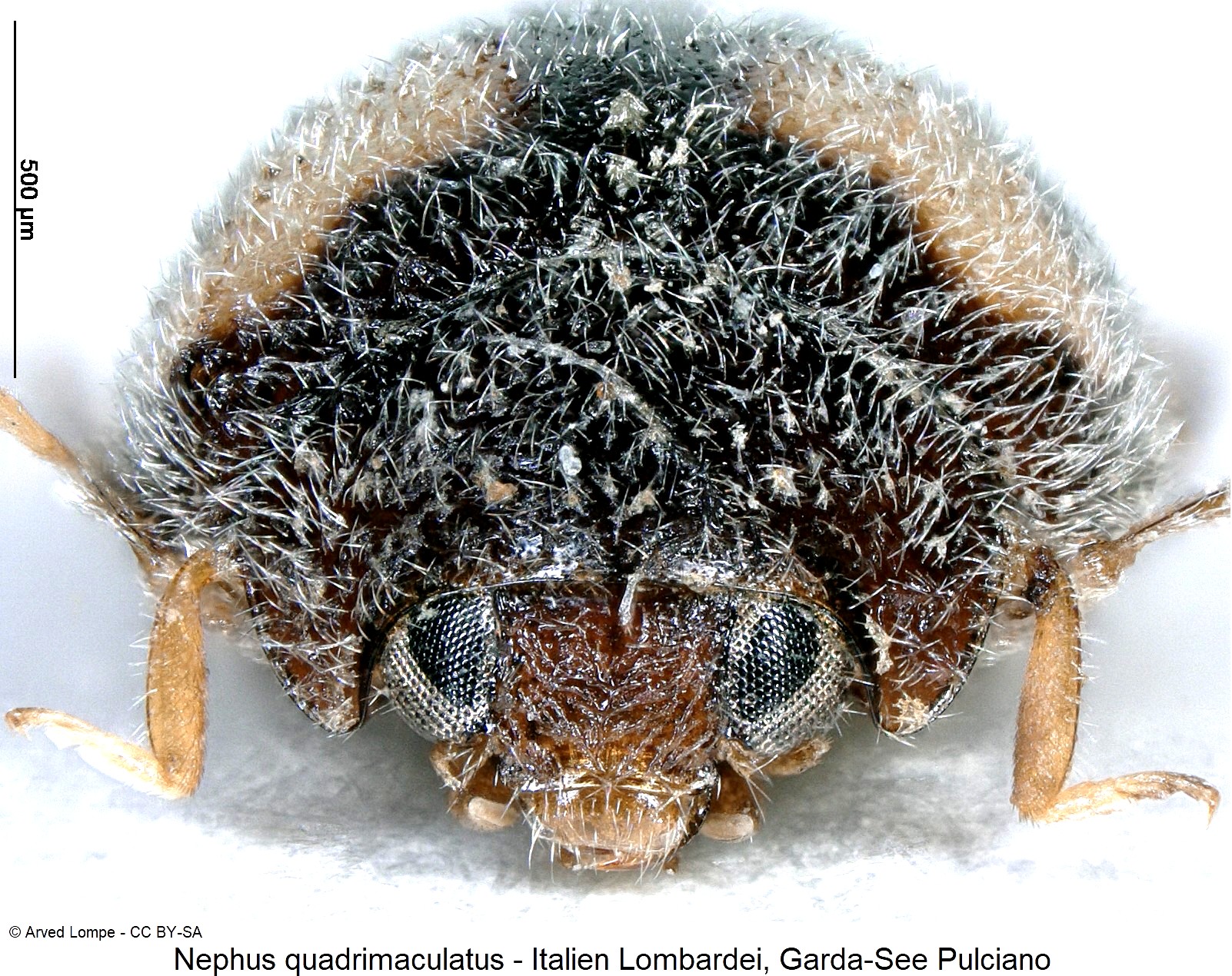nephus_quadrimaculatus_ck37285927_frons.jpg