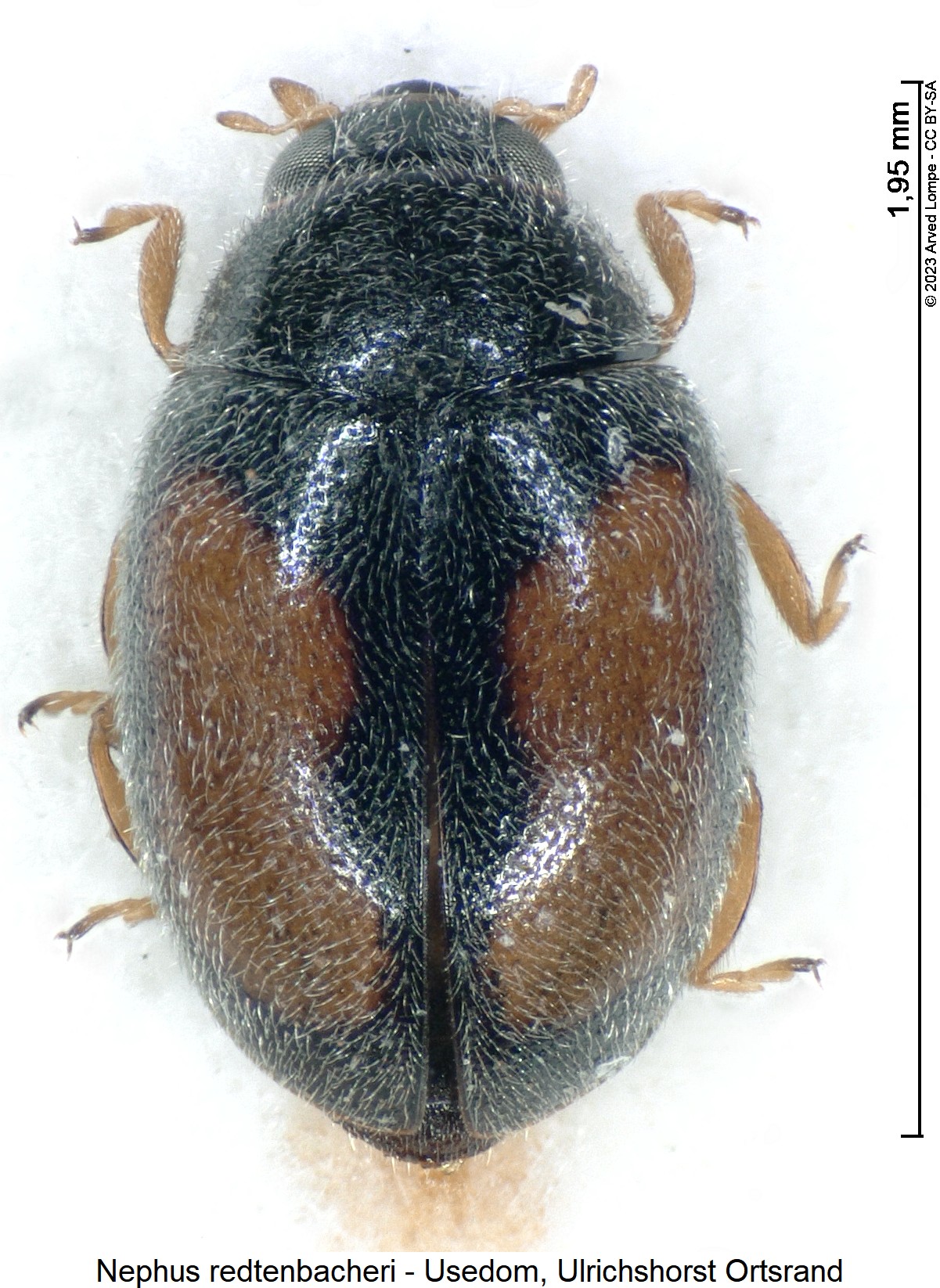 nephus_redtenbacheri_hab1.jpg