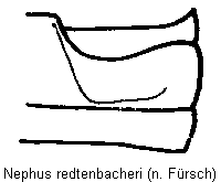 nephus_redtenbacheri_us.gif