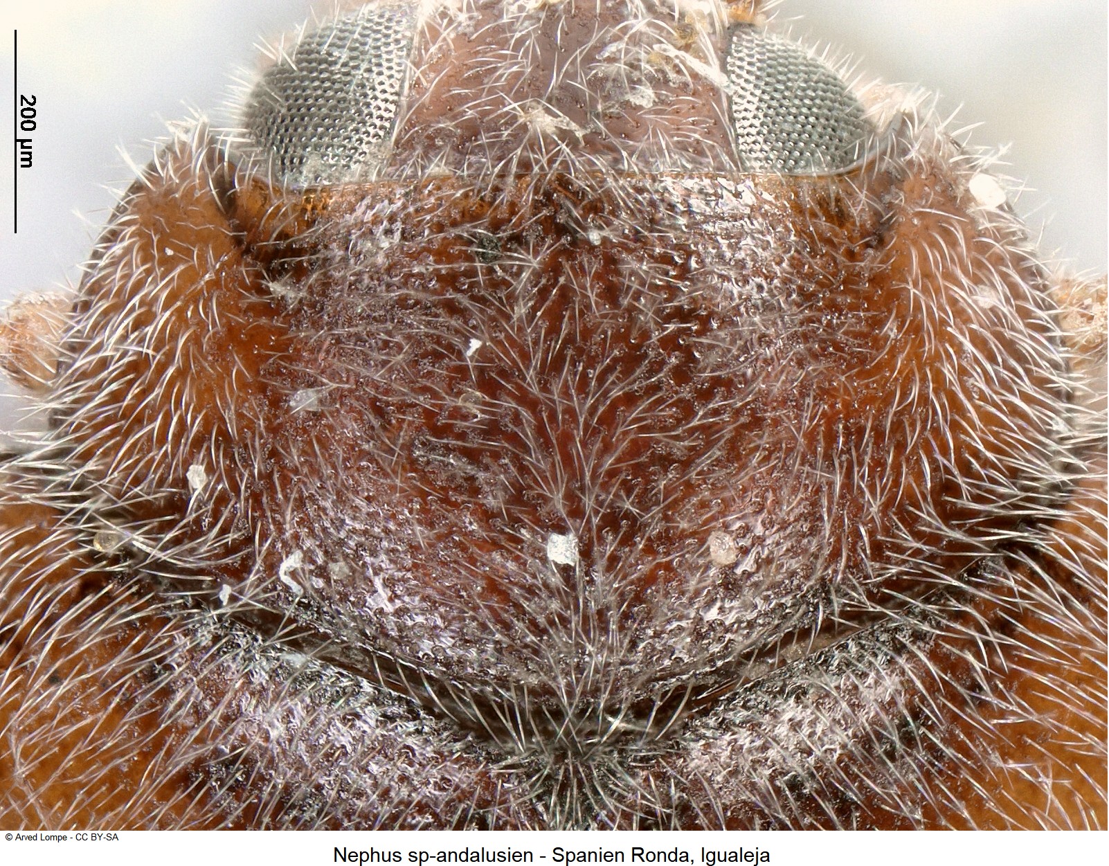 nephus_sp-andalusien_hsch.jpg