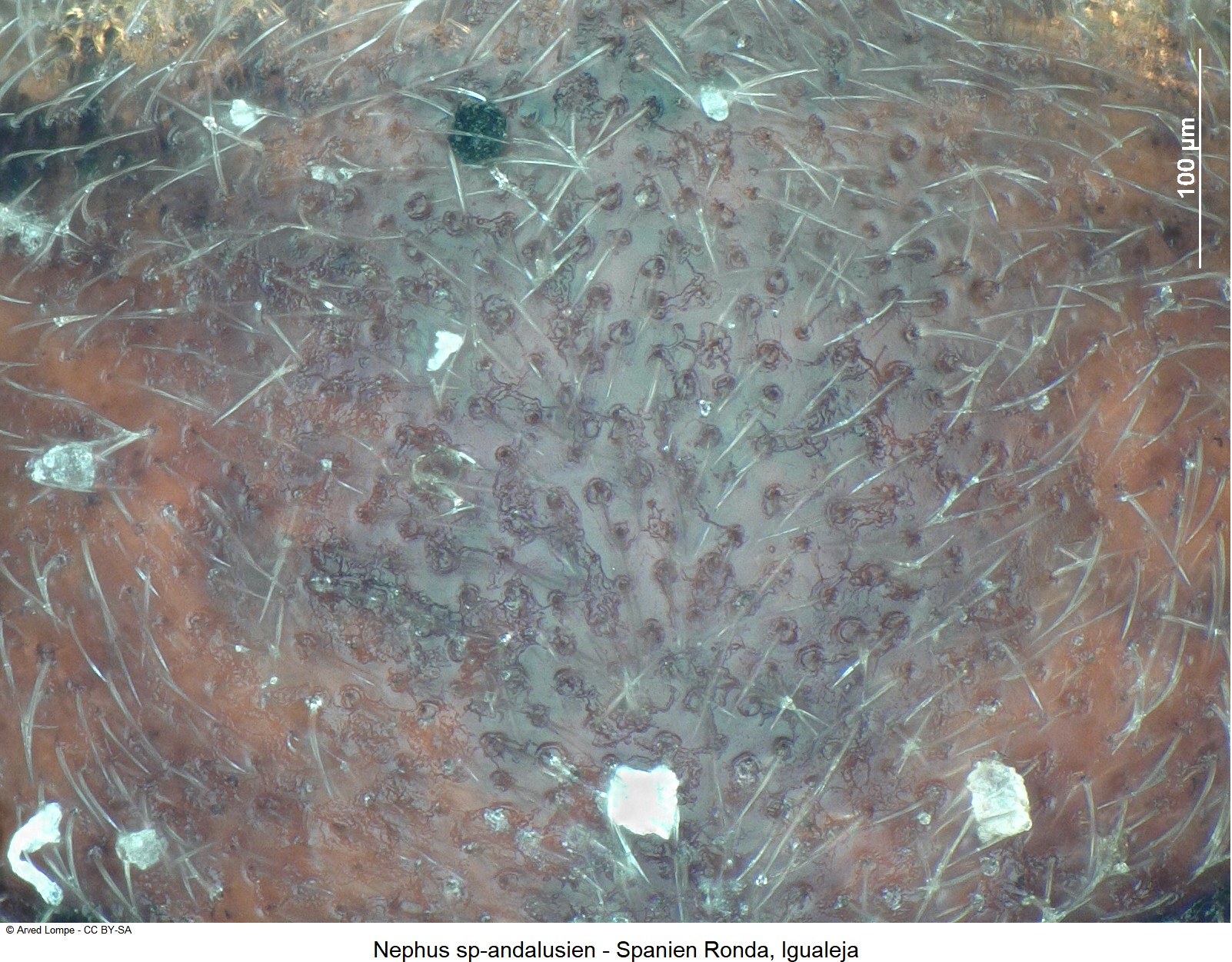 nephus_sp-andalusien_hsch_ms.jpg